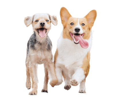 Dubinsko pranje opreme za pse, mačke i druge kućne ljubimce